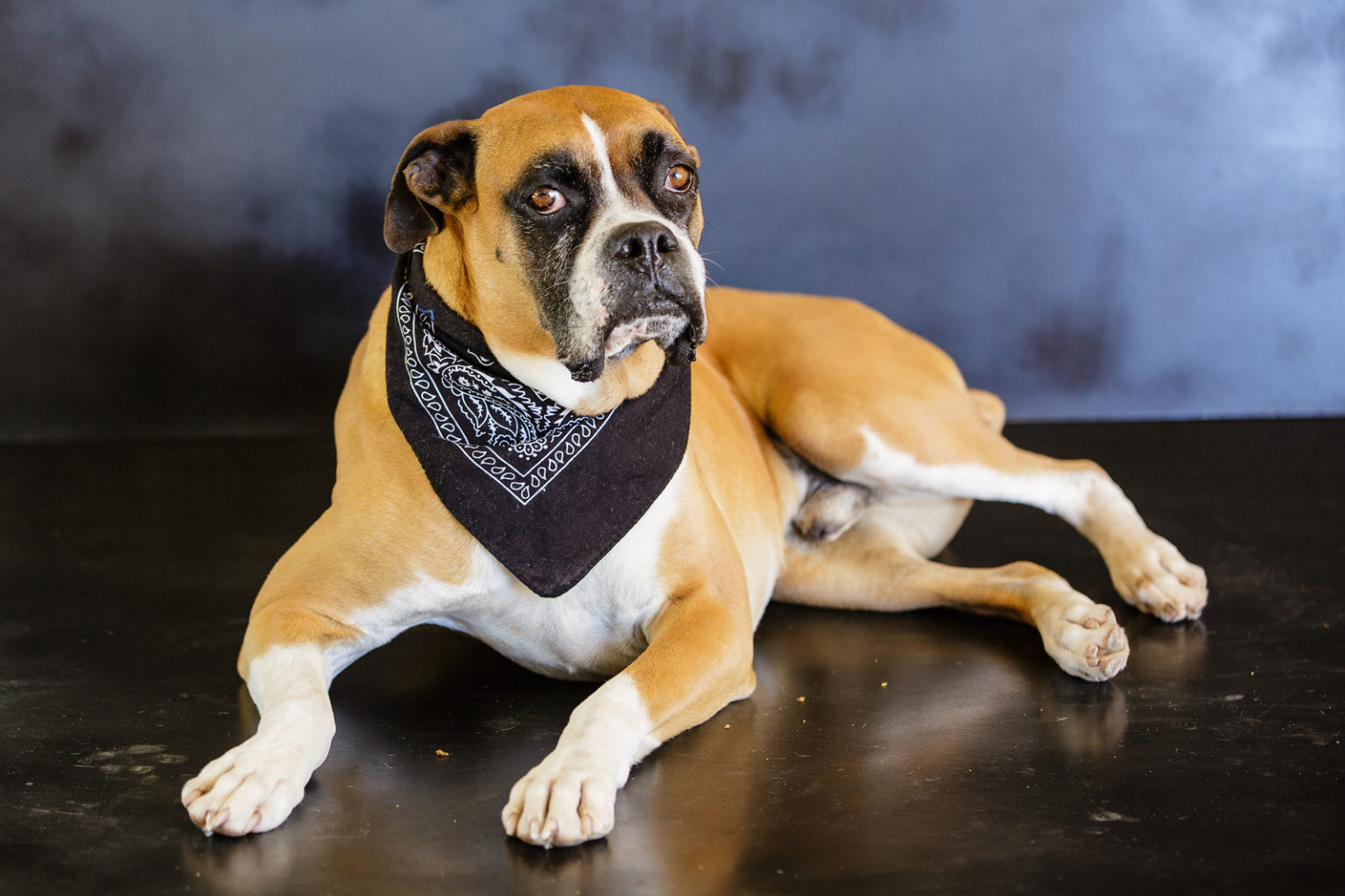 Dog Bandanas for Sale Bandanas for Sale Bandanas for Dog